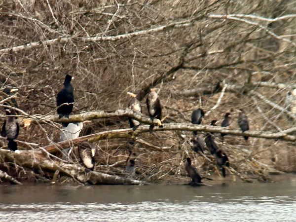 Cormoran pygmée  - Thomas & Christa Pumberger