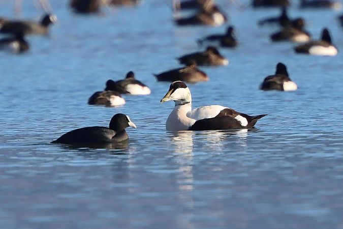 Eider à duvet  - Bernhard Zens