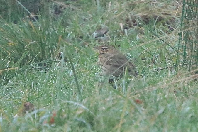 Pipit à dos olive  - Bernhard Zens