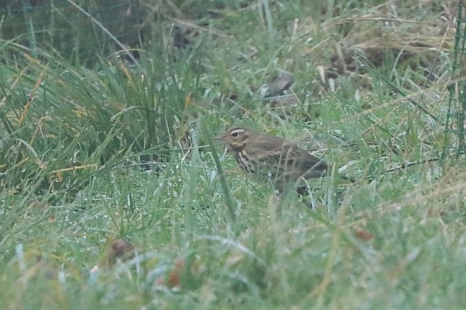 Pipit à dos olive  - Bernhard Zens
