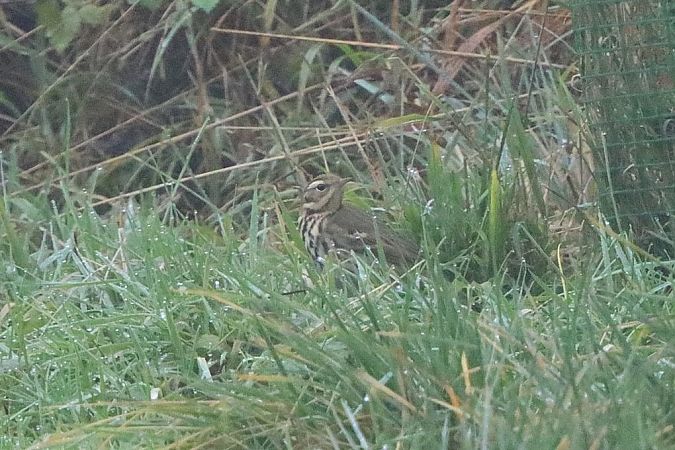 Pipit à dos olive  - Bernhard Zens