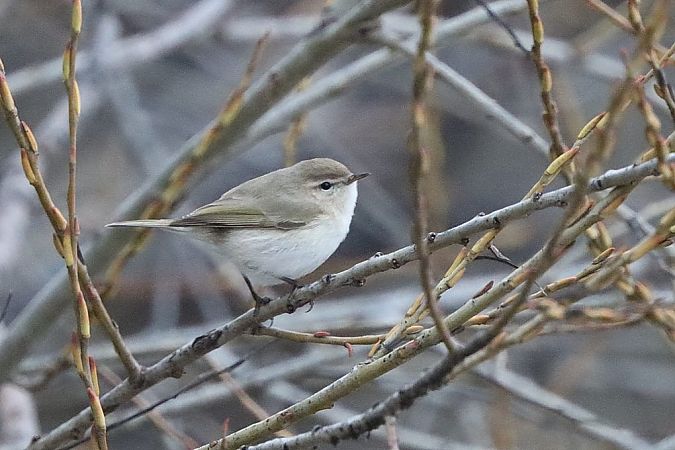 Pouillot de Sibérie  - Bernhard Zens