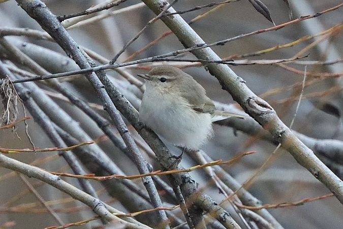 Pouillot de Sibérie  - Bernhard Zens