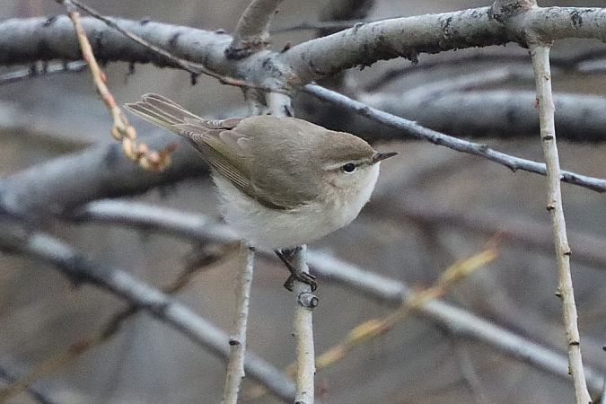 Pouillot de Sibérie  - Bernhard Zens