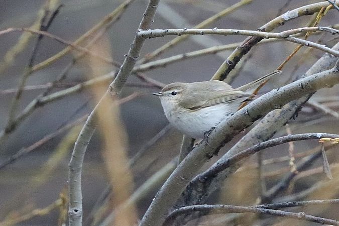 Pouillot de Sibérie  - Bernhard Zens