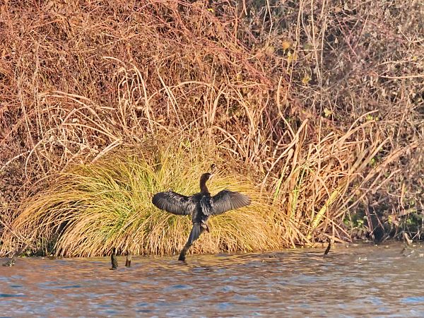 Cormoran pygmée  - Roger Jagersberger