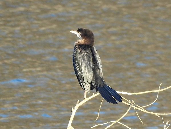 Cormoran pygmée  - Roger Jagersberger