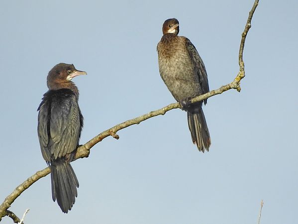 Cormoran pygmée  - Roger Jagersberger