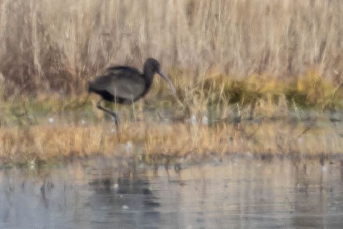 Ibis falcinelle  - Johann Prost
