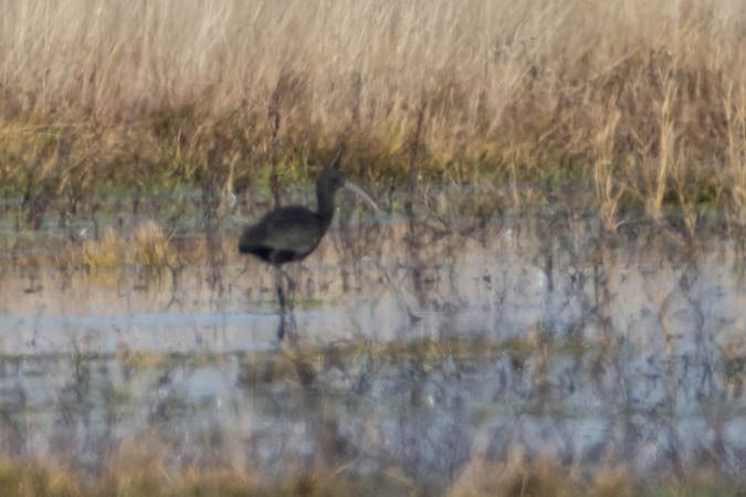 Ibis falcinelle  - Johann Prost
