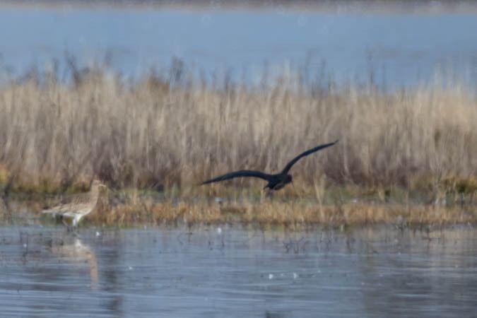 Ibis falcinelle  - Johann Prost