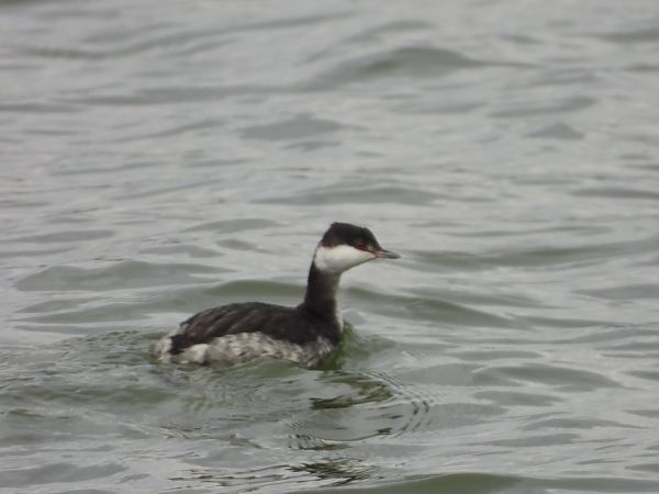 Grèbe esclavon  - Lothar Klebel