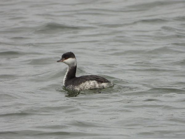 Grèbe esclavon  - Lothar Klebel