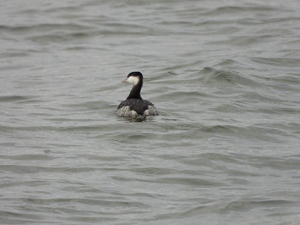 Grèbe esclavon  - Lothar Klebel