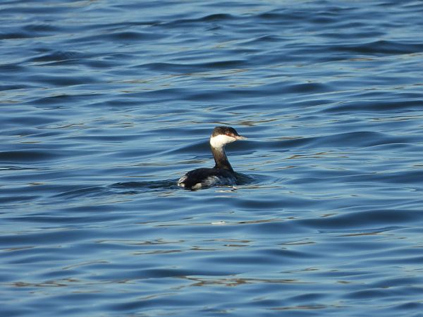 Grèbe esclavon  - Lothar Klebel