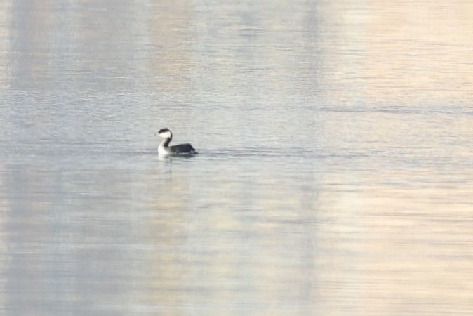 Grèbe esclavon  - Christoph Ritsch