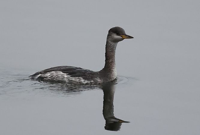 Grèbe jougris  - Ilse Gerlach