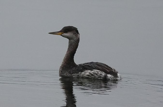 Grèbe jougris  - Ilse Gerlach
