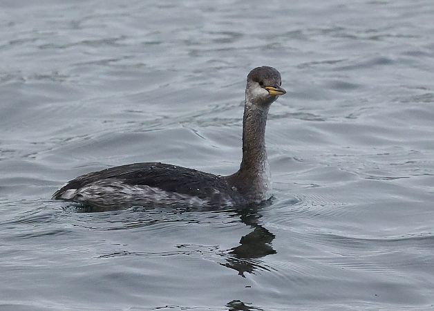 Grèbe jougris  - Ilse Gerlach