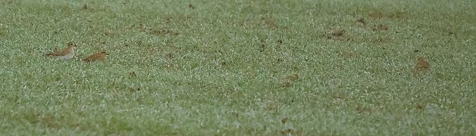 Pluvier doré  - Ilse Gerlach