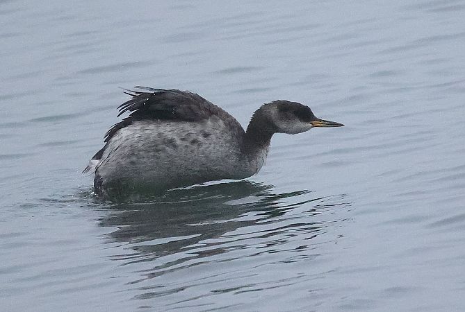 Grèbe jougris  - Ilse Gerlach