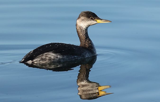 Grèbe jougris  - Ilse Gerlach