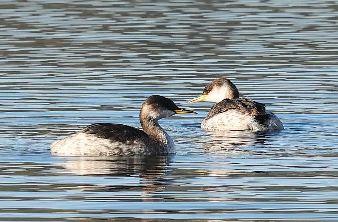 Grèbe jougris  - Ilse Gerlach