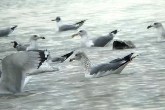 Goéland argenté  - Jakob Vratny