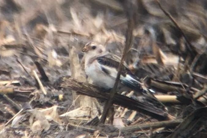 Bruant des neiges  - Jakob Vratny