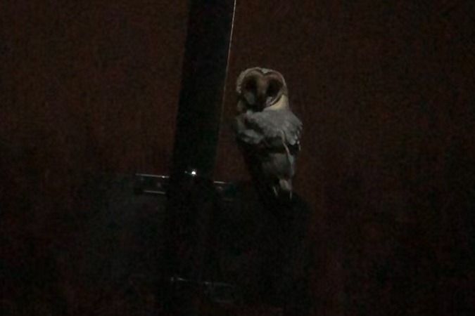 Effraie des clochers  - Jakob Vratny