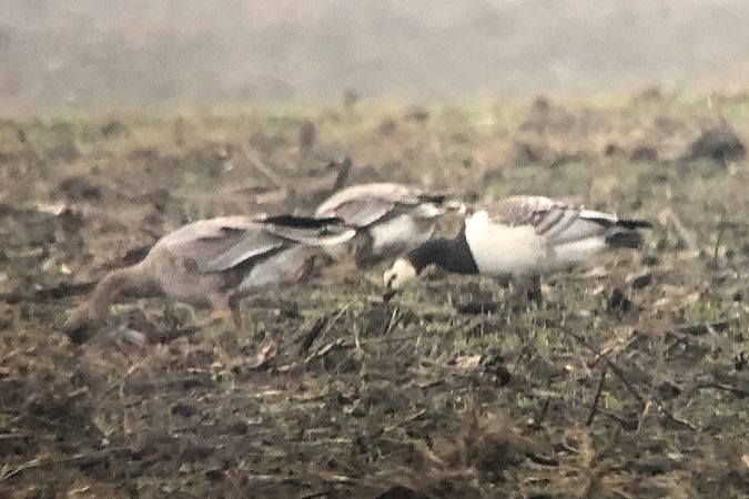 Bernache nonnette  - Jakob Vratny