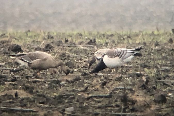 Bernache nonnette  - Jakob Vratny