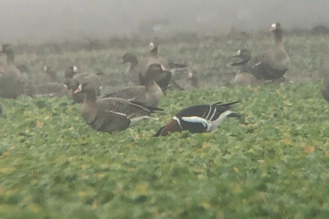 Bernache à cou roux  - Jakob Vratny