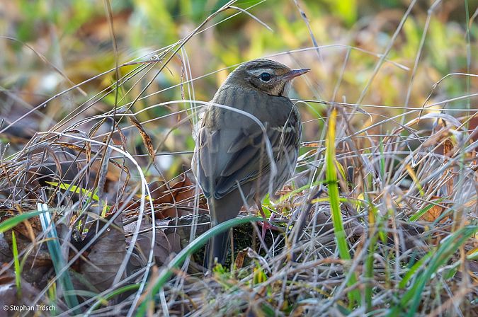 Pipit à dos olive  - Stephan Trösch