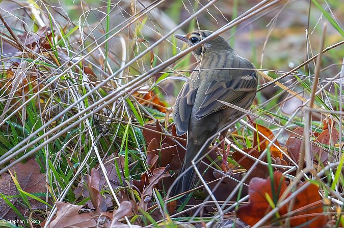 Pipit à dos olive  - Stephan Trösch