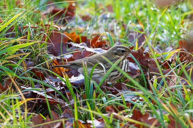 Pipit à dos olive  - Stephan Trösch