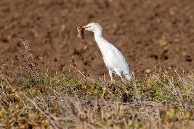 Héron garde-boeufs  - Heinrich Malina