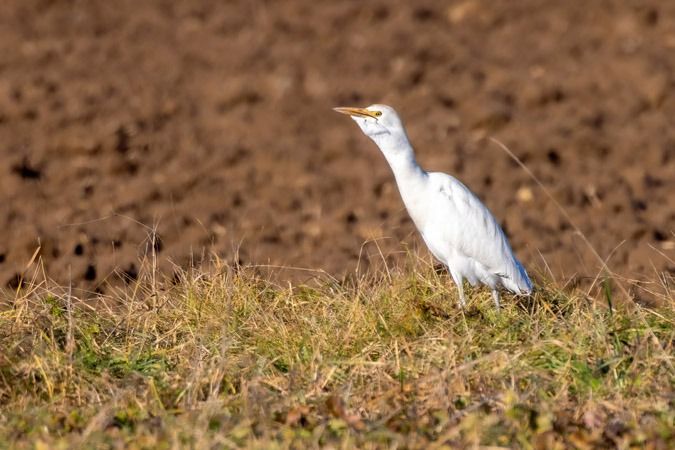Héron garde-boeufs  - Heinrich Malina