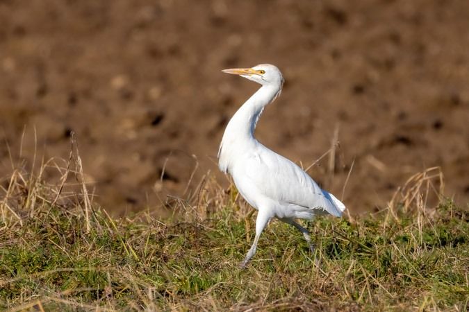 Héron garde-boeufs  - Heinrich Malina