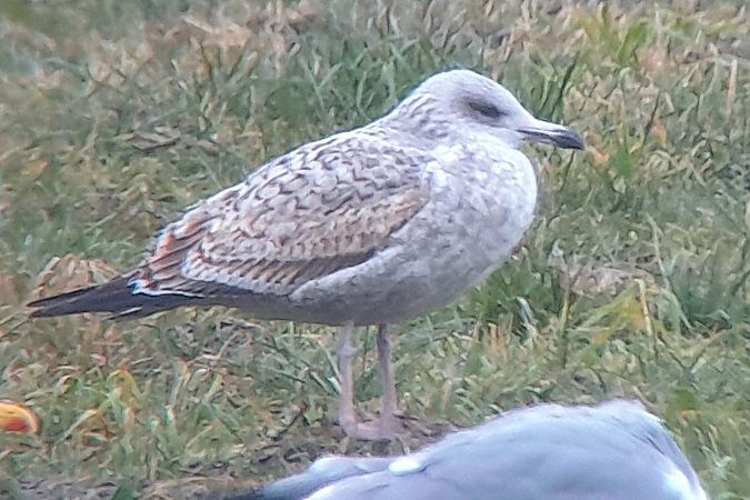 Goéland hybride indéterminé  - Patrick Mösinger