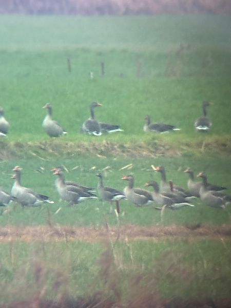 Blässgans  - Leon Brüniger