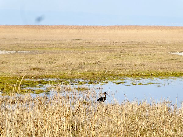 Ibis falcinelle  - Josef Steiner