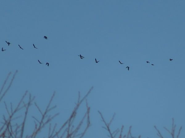 Oiseau indéterminé 