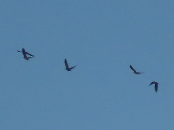 Oiseau indéterminé 