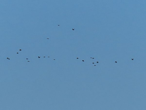 Oiseau indéterminé 