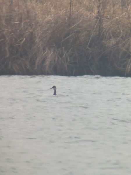 Grèbe à cou noir  - Florian Billinger