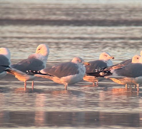 Goéland argenté  - Florian Billinger