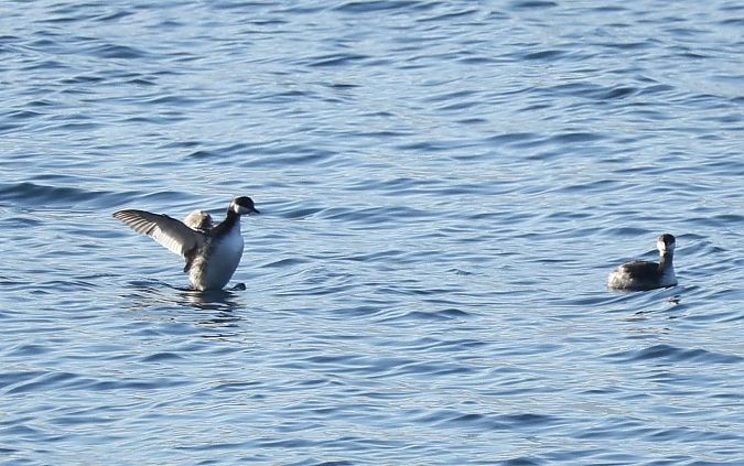 Grèbe esclavon  - Thomas Auzinger