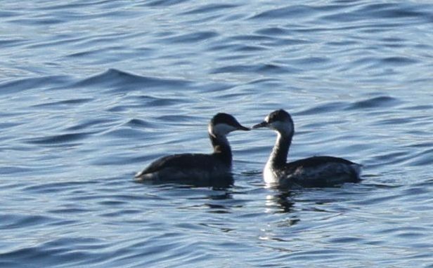 Grèbe esclavon  - Thomas Auzinger