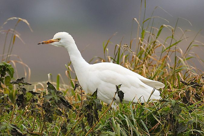 Héron garde-boeufs  - Anonyme